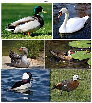 <span class="mw-page-title-main">Anatidae</span> Biological family of water birds