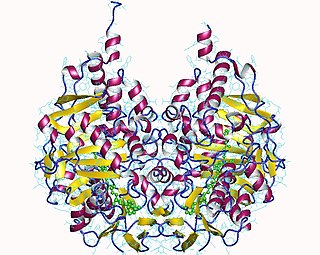 <span class="mw-page-title-main">Monoamine oxidase B</span> Protein-coding gene in the species Homo sapiens