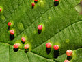 * Nomination Galls on leaf. --ComputerHotline 20:45, 27 May 2013 (UTC) * Decline No ID. Biopics 15:43, 28 May 2013 (UTC)