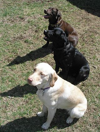 <span class="mw-page-title-main">Labrador Retriever coat colour genetics</span> Genetics behind Labrador Retriever coat colour