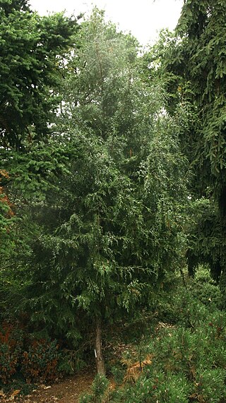 <i>Juniperus semiglobosa</i> Species of juniper