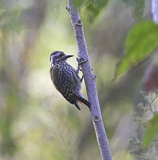 <span class="mw-page-title-main">Abyssinian woodpecker</span> Species of bird