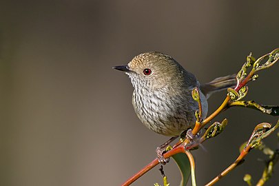 Parcul Național Victoria, Australia