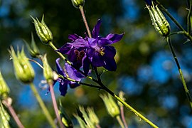 Akelei (Aquilegia) Blüte.jpg