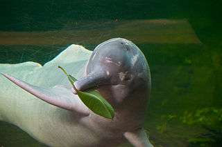 <span class="mw-page-title-main">Aquatic mammal</span> Mammal that dwells partly or entirely in bodies of water