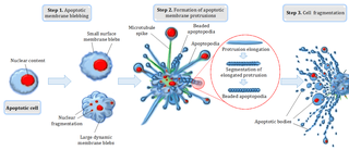 <span class="mw-page-title-main">Bleb (cell biology)</span> Bulge in the plasma membrane of a cell