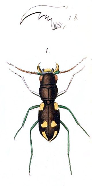 <i>Apteroessa</i> Genus of beetles