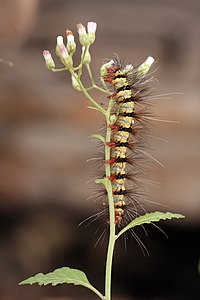 56 Arctiidae caterpillar uploaded by Muhammad Mahdi Karim, nominated by Muhammad Mahdi Karim Vote for this image