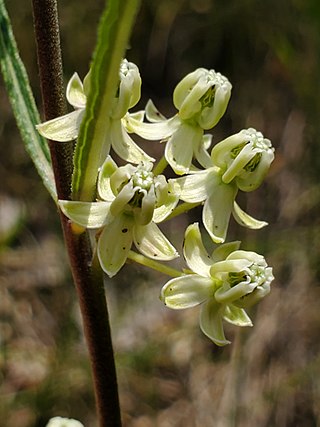 <i>Asclepias stenophylla</i> Species of plant