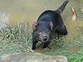 Baby Tasmanian Devil