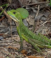 Basiliscus galeritus 176994214.jpg