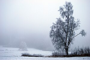 Das Bild 'Baumundnebel2' wurde im oberfränkischen Sauerhof, Deutschland, aufgenommen.