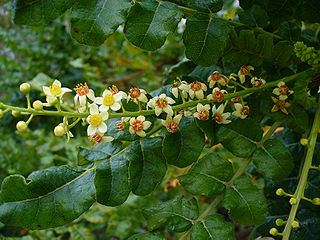 <i>Boswellia sacra</i> Species of tree