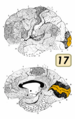 Brodmann Cytoarchitectonics 17.png