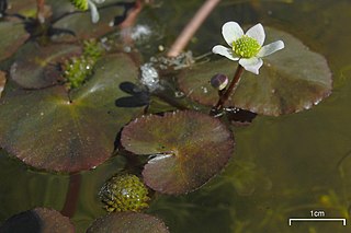 <i>Caltha natans</i> Species of flowering plant