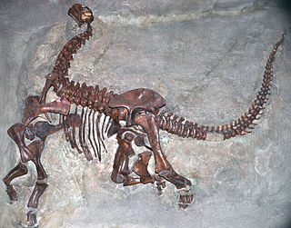 <i>Camarasaurus lentus</i> Species of sauropod