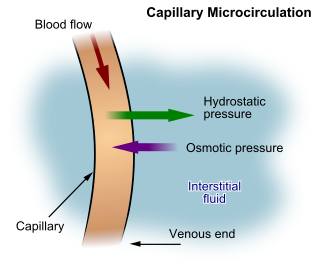 <span class="mw-page-title-main">Microcirculation</span> Circulation of the blood in the smallest blood vessels