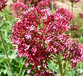 Centranthus ruber