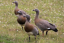 Juveniles in Patagonia