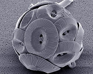 <span class="mw-page-title-main">Microbiologically induced calcite precipitation</span> Bio-geochemical process