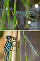 Coenagrion ornatum (Vogel-Azurjungfern) [D]