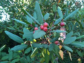 <i>Frangula californica</i> Species of tree