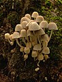 Coprinus disseminatus