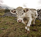 ヨーク谷の北部で飼われているウシ