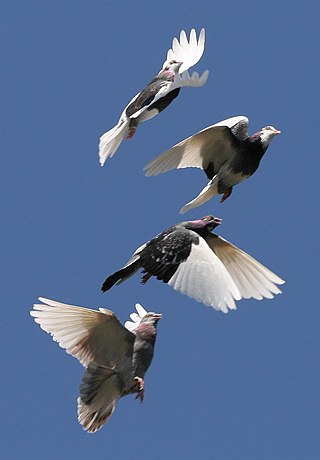 <span class="mw-page-title-main">Bird flight</span> Aerial locomotion in avian dinosaurs