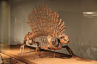 <span class="mw-page-title-main">Edaphosauridae</span> Extinct family of synapsids