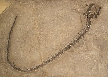 Endennasaurus acutirostris tail.JPG