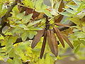 Sektion Sciadanthus: Früchte (Samara) und Blätter der Afghanischen Esche (Fraxinus xanthoxyloides) im Herbst