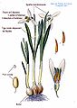 Galanthus L.