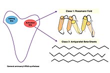 A general structure of an aminoacyl-tRNA synthetase is shown here with an editing site as well as an activation site. The main difference between class I and class II synthetases is the activation site. Here you can see the general structure of the Rossmann fold seen in class I aaRSs and the general structure of antiparallel beta-sheets seen in class II aaRSs. General aminoacyl-tRNA synthetase.jpg