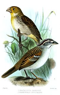 Tumbes sparrow Species of bird