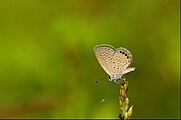 Grass jewel-Savan Durga.jpg