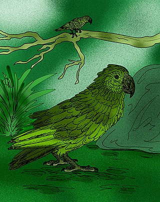 <i>Heracles inexpectatus</i> Extinct species of bird