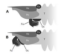 Hurdia mouthpart positions.png