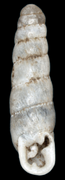 July 8: shell of Huttonella bicolor