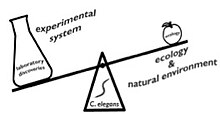 Imbalance between our knowledge of C. elegans biology gained by laboratory discoveries versus C. elegans natural ecology Imbalance.jpg