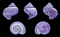 70 'The five extant species of the gastropod genus Janthina' - a set of 5 files uploaded by Llez, nominated by Llez,  27,  0,  0