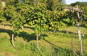 Vignes en hautains du Pfälzer Kammerbau dans le Palatinat, méthode culturale utilisée jusqu'au XVIIIe siècle