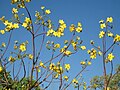 Cochlospermum fraseri deciduous when flowering