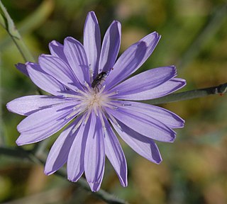 <i>Lactuca tenerrima</i> Species of plant in the genus Lactuca