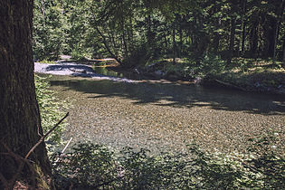 Ohanapecosh River