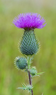 Cirsium vulgare (common thistle) (created and nominated by Chris Woodrich)