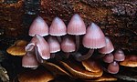 Thumbnail for File:Mycena clarkeana 533139.jpg