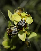   Ophrys lupercalis