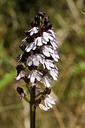 Orchis purpurea