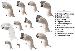 <span class="mw-page-title-main">Timeline of oviraptorosaur research</span>